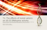 T1: The effects of metal cations on 10-23 DNAzyme activity By: Anvesh Annadanam, Raghunandan Avula, Nathan Buchbinder, Jonathan Chen, Sarah Cuneo, Ruth.