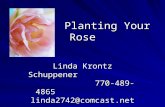 Planting Your Rose Linda Krontz Schuppener 770-489-4865 linda2742@