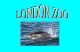 SOME FACTS ABOUT LONDON ZOO In the heart of London, on the north side of Regent's Park, is London Zoo. When the Zoo opened in 1828 it housed a collection.
