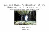 Sun and Shade Acclimation of the Photosynthetic Apparatus in Gymnostomum aeruginosum Adam Yock 2003-04.