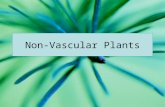 Non-Vascular Plants. Evolution of Land Plants Land plants evolved from green algae The green algae called charophyceans are the closest relatives of land.