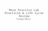More Practice Lab Practical & Life Cycle Review Fungus/Moss.