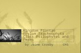 Kingdom Plantae Phylum Tracheophyta Class Psilophytes and Ferns by Jaime Crosby CHS.