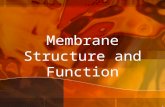 1 Membrane Structure and Function. 2 Plasma Membrane boundary Is the boundary that separates the living cell from its nonliving surroundings Selectively.