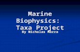 Marine Biophysics: Taxa Project By Nicholas Marra.