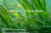 BIOLOGY OF SEAGRASS Mujizat Kawaroe Marine Biology and Biodiversity Laboratory 2007 Email : ds_biola1@yahoo.com; mujizat@ipb.ac.idds_biola1@yahoo.com.