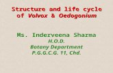 Structure and life cycle of Volvox & Oedogonium Structure and life cycle of Volvox & Oedogonium Ms. Inderveena Sharma H.O.D. Botany Department P.G.G.C.G.