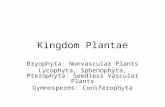 Kingdom Plantae Bryophyta: Nonvascular Plants Lycophyta, Sphenophyta, Pterophyta: Seedless Vascular Plants Gymnosperms: Coniferophyta.