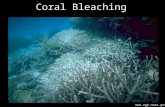 Coral Bleaching  . Why Bleaching?