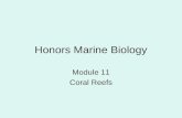 Honors Marine Biology Module 11 Coral Reefs. Class Challenge Share your most unique thing about yourself.