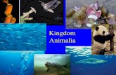 Kingdom Animalia. Important phyla features 1) Evolution of tissues –Present in all but one group (Phylum Porifera: sponges) –Called ________________.