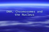 DNA, Chromosomes and the Nucleus. DNA Structure  What are some of the important structural features of the DNA double helix?