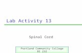 Lab Activity 13 Spinal Cord Portland Community College BI 232.