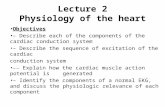 Lecture 2 Physiology of the heart Objectives – Describe each of the components of the cardiac conduction system – Describe the sequence of excitation of.