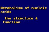 Metabolism of nucleic acids the structure & function.