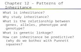 Chapter 12 – Patterns of Inheritance What is inheritance? Why study inheritance? What is the relationship between genes, alleles, phenotype and genotype?