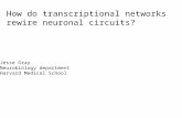 How do transcriptional networks rewire neuronal circuits? Jesse Gray Neurobiology department Harvard Medical School.