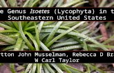 The Genus Isoetes (Lycophyta) in the Southeastern United States Lytton John Musselman, Rebecca D Bray W Carl Taylor 10 April 2007.