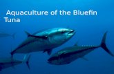 Aquaculture of the Bluefin Tuna. Taxonomy Genus Thunnus Species: Maccoyii, Orientalis, Thynnus.