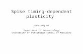Spike timing-dependent plasticity Guoqiang Bi Department of Neurobiology University of Pittsburgh School of Medicine.