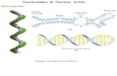Nucleotides & Nucleic Acids RNA structure Single-stranded (ss) RNAs