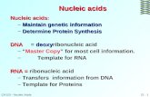 21 - 1CH110 â€“ Nucleic Acids Nucleic acids Nucleic acids Nucleic acids: â€“Maintain genetic information â€“Determine Protein Synthesis DNAdeoxy DNA= deoxyribonucleic