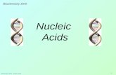 Biochemistry 3070 – Nucleic Acids 1 Nucleic Acids Biochemistry 3070