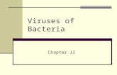Viruses of Bacteria Chapter 13. General Characteristics of Viruses Non-living entities Not considered organisms Can infect organisms of every domain All.