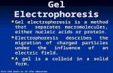 Gel Electrophoresis Gel electrophoresis is a method that separates macromolecules, either nucleic acids or protein. Gel electrophoresis is a method that