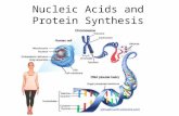Nucleic Acids and Protein Synthesis. What are nucleic acids?