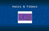 Hairs & Fibers. Purpose of Hair Hair on mammals - Hair on mammals - helps to regulate body temperature helps to regulate body temperature decrease friction.