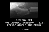 BIOLOGY 524 POSTCRANIAL SKELETON - III PELVIC GIRDLE AND FEMUR S. S. Sumida.