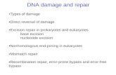 DNA damage and repair Types of damage Direct reversal of damage Excision repair in prokaryotes and eukaryotes base excision nucleotide excision Nonhomologous