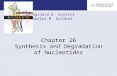 Reginald H. Garrett Charles M. Grisham Chapter 26 Synthesis and Degradation of Nucleotides.