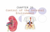 CHAPTER 25 Control of the Internal Environment. internal homeostatic mechanisms  Thermoregulation maintains the body temperature within a tolerable range.