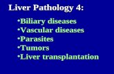 Biliary diseasesBiliary diseases Vascular diseasesVascular diseases ParasitesParasites TumorsTumors Liver transplantationLiver transplantation Liver Pathology