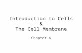 Introduction to Cells & The Cell Membrane Chapter 4.