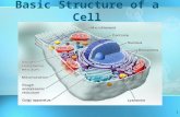 1 Basic Structure of a Cell. 2 History of Cells & the Cell Theory Virchow Cell Specialization