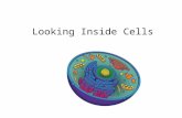 Looking Inside Cells. Cell Wall Description: strong, stiff layer outside of the cell membrane Function: protects and supports the cell Only in plant cells.
