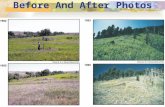 Before And After Photos. Oberea – spurge root boring beetle  adults: late May – July  rapidly disperse by flying  lay eggs on large spurge stems