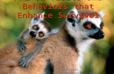 Animal Traits and Behaviors that Enhance Survival Copyright 2010:PEER.tamu.edu.