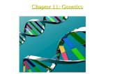 Chapter 11: Genetics. Understanding Genetics Genetics – the branch of biology that studies heredity (the passing on of traits from parent to offspring)