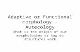 Adaptive or Functional morphology - Autecology What is the origin of our morphologies or how do structures work.