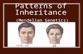 Patterns of Inheritance (Mendelian Genetics). Gregor Mendel 1890’s Central European Monk Conducted research on pea plants Used garden peas Easy to grow.