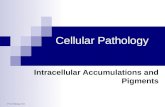 2 nd Year Pathology 2010 Cellular Pathology Intracellular Accumulations and Pigments.