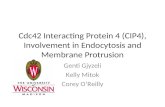 Cdc42 Interacting Protein 4 (CIP4), Involvement in Endocytosis and Membrane Protrusion Genti Gjyzeli Kelly Mitok Corey O’Reilly