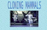 Biotechnology of Mammalian Cloning Embryo Splitting Nuclear transplantation main technique in current cloning experiments Parthenogenesis only possible.