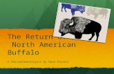The Return of the North American Buffalo A Then and Now Project by Dave Forrest.