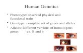 Human Genetics Phenotype: observed physical and functional traits Genotype: complete set of genes and alleles Alleles: Different versions of homologous.