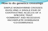How to do genetics crossings 1 SIMPLE MONOHYBRID CROSSES INVOLVING A SINGLE PAIR OF CONTRASTING ALLELES OF A SPECIFIC TRAIT DOMINANT AND RECESSIVE INCOMPLETE.